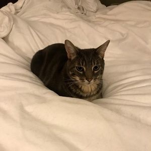 Meet your Posher, Peter